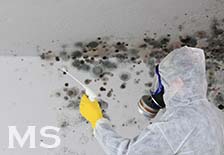 Mold Remediation Pricing