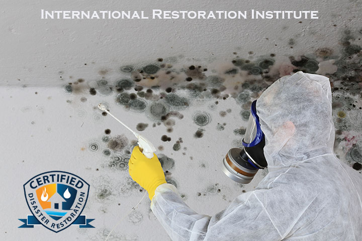 Mold Remediation Worker
